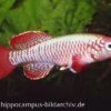 Killifisch Torfansatz Nothobranchius Eggersi Red, 30 Eier 2 Killifisch Torfansatz Nothobranchius Eggersi Red, 30 Eier -Pet Supply Store 16024 Killifisch Torfansatz Nothobranchius eggersi red