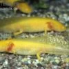 Axolotl Goldfarben, Ambystoma Mexicanum -Pet Supply Store 80065 Axolotl goldfarben Ambystoma mexicanum