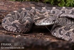 Afrikanische Eierschlange, Dasypeltis Scabra -Pet Supply Store Afrikanische Eierschlange Dasypeltis scabra neu 3