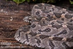 Afrikanische Eierschlange, Dasypeltis Scabra -Pet Supply Store Afrikanische Eierschlange Dasypeltis scabra neu 4