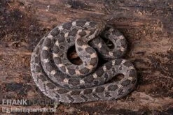 Afrikanische Eierschlange, Dasypeltis Scabra -Pet Supply Store Afrikanische Eierschlange Dasypeltis scabra neu 5