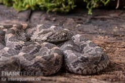 Afrikanische Eierschlange, Dasypeltis Scabra -Pet Supply Store Afrikanische Eierschlange Dasypeltis scabra neu 6