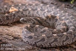 Afrikanische Eierschlange, Dasypeltis Scabra -Pet Supply Store Afrikanische Eierschlange Dasypeltis scabra neu 9