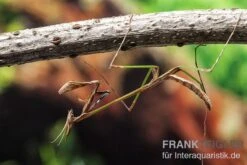 Afrikanische Gottesanbeterin, Idolomorpha Sp. Nigeria