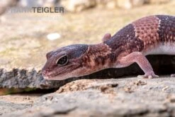 Afrikanischer Fettschwanzgecko, Hemitheconyx Caudicinctus -Pet Supply Store Afrikanischer Fettschwanzgecko Hemitheconyx caudicinctus 1