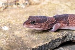 Afrikanischer Fettschwanzgecko, Hemitheconyx Caudicinctus -Pet Supply Store Afrikanischer Fettschwanzgecko Hemitheconyx caudicinctus 2
