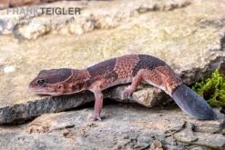 Afrikanischer Fettschwanzgecko, Hemitheconyx Caudicinctus -Pet Supply Store Afrikanischer Fettschwanzgecko Hemitheconyx caudicinctus 3