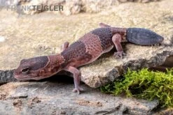 Afrikanischer Fettschwanzgecko, Hemitheconyx Caudicinctus -Pet Supply Store Afrikanischer Fettschwanzgecko Hemitheconyx caudicinctus 4