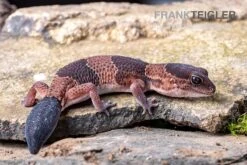 Afrikanischer Fettschwanzgecko, Hemitheconyx Caudicinctus -Pet Supply Store Afrikanischer Fettschwanzgecko Hemitheconyx caudicinctus 5