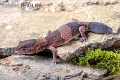 Afrikanischer Fettschwanzgecko, Hemitheconyx Caudicinctus -Pet Supply Store Afrikanischer Fettschwanzgecko Hemitheconyx caudicinctus neu 1