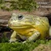 Afrikanischer Ochsenfrosch, Pyxicephalus Adspersus -Pet Supply Store Afrikanischer Ochsenfrosch Pyxicephalus adspersus 1