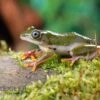 Afrikanischer Riedfrosch, Hyperolius Concolor -Pet Supply Store Afrikanischer Riedfrosch Hyperolius concolor 1