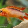 Zwergbuntbarsch, Apistogramma Agassizii Fire Red, Paarweise 1 Zwergbuntbarsch, Apistogramma Agassizii Fire Red, Paarweise -Pet Supply Store Apistogramma agassizii Superred