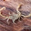 Arizona Bark Scorpion, Centruroides Sculpturatus -Pet Supply Store Arizona Bark Scorpion Centruroides sculpturatus 1