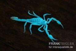 Arizona Bark Scorpion, Centruroides Sculpturatus -Pet Supply Store Arizona Bark Scorpion Centruroides sculpturatus 2