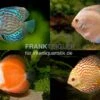 3 X Diskusfisch ASIA-NZ Im Mix, Symphysodon Discus, S 5-6 Cm 1 3 X Diskusfisch ASIA-NZ Im Mix, Symphysodon Discus, S 5-6 Cm -Pet Supply Store Asia Discus Bundle 2