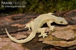 Asiatischer Hausgecko, Hemidactylus Frenatus