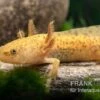 Axolotl Kupfer, Ambystoma Mexicanum 2 Axolotl Kupfer, Ambystoma Mexicanum -Pet Supply Store Axolotl kupfer Ambystoma mexicanum 1