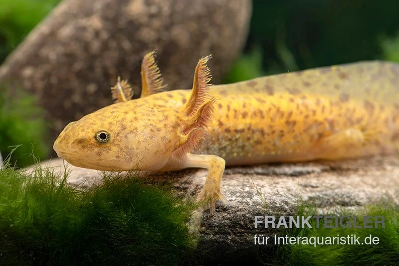 Axolotl Kupfer, Ambystoma Mexicanum 3 Axolotl Kupfer, Ambystoma Mexicanum