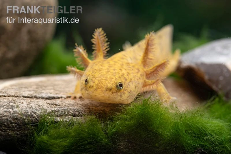 Axolotl Kupfer, Ambystoma Mexicanum 4 Axolotl Kupfer, Ambystoma Mexicanum - Image 2