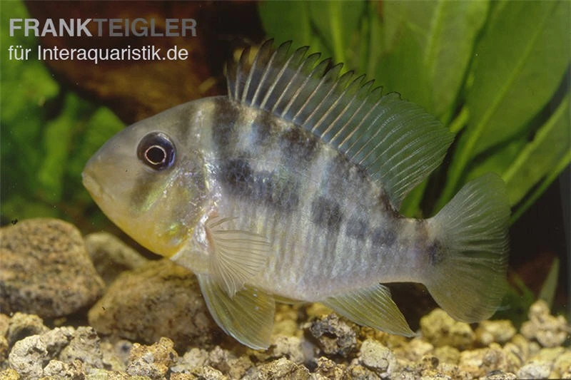 Ballonkopf Erdfresser, Gymnogeophagus Balzani 5 Ballonkopf Erdfresser, Gymnogeophagus Balzani - Image 3