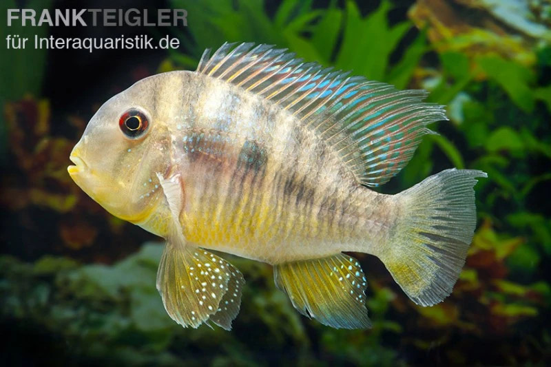 Ballonkopf Erdfresser, Gymnogeophagus Balzani 4 Ballonkopf Erdfresser, Gymnogeophagus Balzani - Image 2