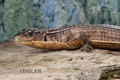 Braune Schildechse, Gerrhosaurus Major -Pet Supply Store Braune Schildechse Gerrhosaurus major 1