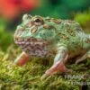 Peppermint-Pacman-Frog, Ceratophrys Cranwelli Peppermint -Pet Supply Store Ceratophrys cranwelli Peppermint 7
