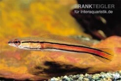 Goldlinienschlangenkopffisch, Channa Micropeltes