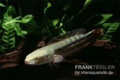 Goldlinienschlangenkopffisch, Channa Micropeltes 7 Goldlinienschlangenkopffisch, Channa Micropeltes -Pet Supply Store Channa micropeltes Goldlinienschlangenkopf 3