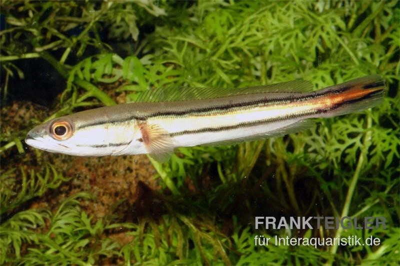 Goldlinienschlangenkopffisch, Channa Micropeltes 4 Goldlinienschlangenkopffisch, Channa Micropeltes - Image 2