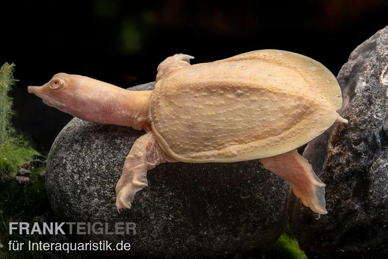 Chinesische Weichschildkröte Albino, Pelodiscus Sinensis 3 Chinesische Weichschildkröte Albino, Pelodiscus Sinensis