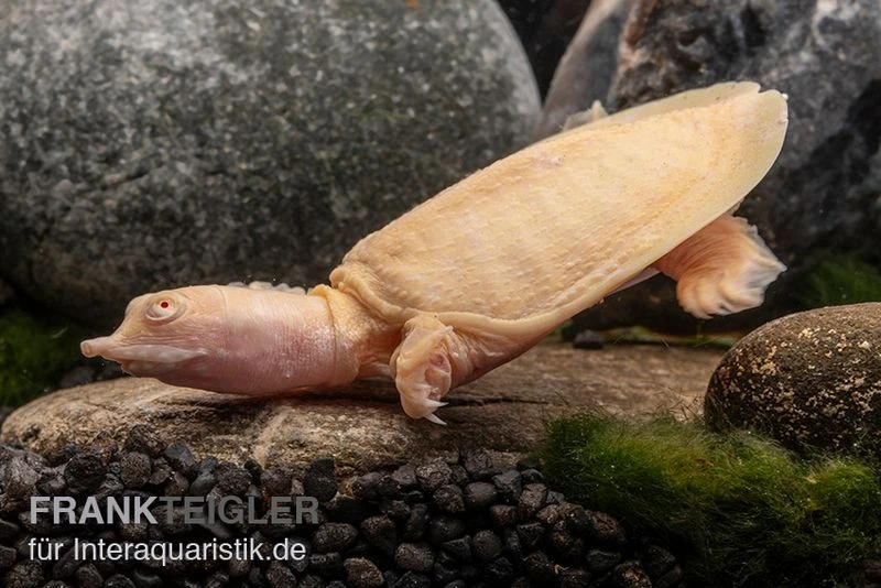 Chinesische Weichschildkröte Albino, Pelodiscus Sinensis 4 Chinesische Weichschildkröte Albino, Pelodiscus Sinensis - Image 2