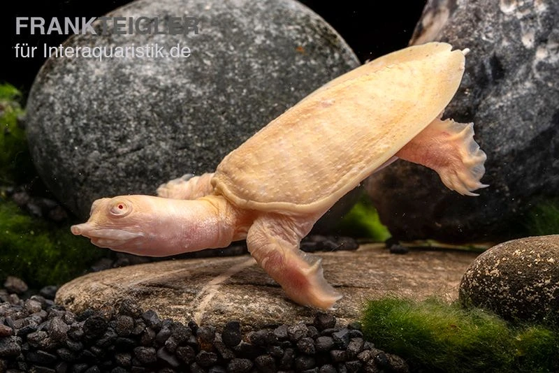 Chinesische Weichschildkröte Albino, Pelodiscus Sinensis 5 Chinesische Weichschildkröte Albino, Pelodiscus Sinensis - Image 3