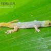 Conrau`s Zwerggecko, Lygodactylus Conraui -Pet Supply Store Conraus Zwerggecko Lygodactylus conraui 1