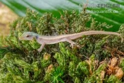 Conrau`s Zwerggecko, Lygodactylus Conraui -Pet Supply Store Conraus Zwerggecko Lygodactylus conraui 3