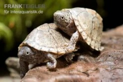 Pet Supply Store -Pet Supply Store Dach Moschusschildkroete Sternotherus carinatus 2