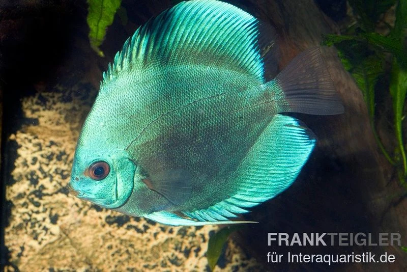 Diskusfisch ASIA-NZ, Symphysodon Discus Cobalt Blue 4 Diskusfisch ASIA-NZ, Symphysodon Discus Cobalt Blue - Image 2