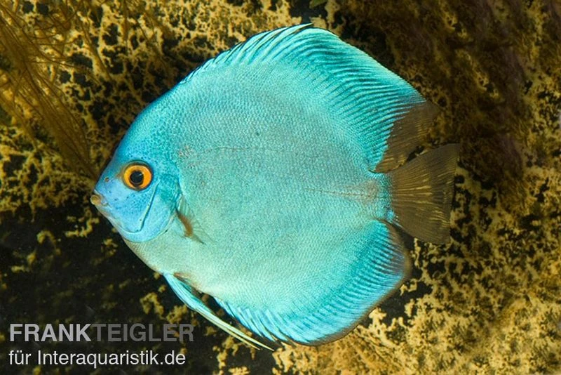 Diskusfisch ASIA-NZ, Symphysodon Discus Cobalt Blue 3 Diskusfisch ASIA-NZ, Symphysodon Discus Cobalt Blue