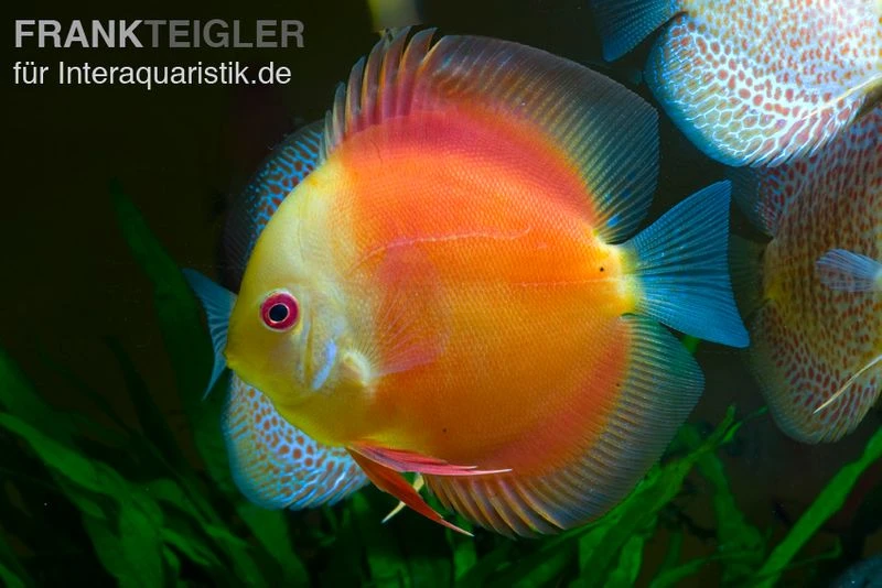 Diskusfisch ASIA-NZ, Symphysodon Discus Red Doll (Red Melon) 2 Diskusfisch ASIA-NZ, Symphysodon Discus Red Doll (Red Melon)
