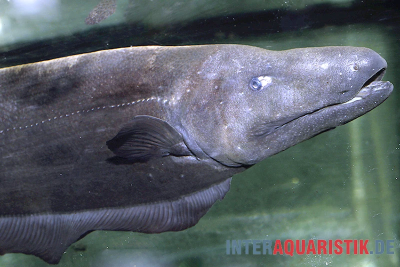 Entenkopf-Messerfisch, Parapteronotus Bonapartii 3 Entenkopf-Messerfisch, Parapteronotus Bonapartii