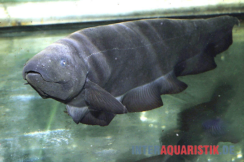 Entenkopf-Messerfisch, Parapteronotus Bonapartii 4 Entenkopf-Messerfisch, Parapteronotus Bonapartii - Image 2