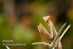 Europäische Gottesanbeterin, Mantis Religiosa -Pet Supply Store Europaeische Gottesanbeterin Mantis religiosa