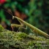 Europäische Gottesanbeterin, Mantis Religiosa 2 Europäische Gottesanbeterin, Mantis Religiosa -Pet Supply Store Europaeische Gottesanbeterin Mantis religiosa neu 1
