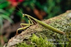 Europäische Gottesanbeterin, Mantis Religiosa -Pet Supply Store Europaeische Gottesanbeterin Mantis religiosa neu 3