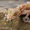 Fächerfingergecko, Ptyodactylus Ragazzi