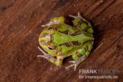 Fantasy Pacman Frog Grün, Ceratophrys Cornuta X Ceratophrys Cranwelli -Pet Supply Store Fantasy Pacman Frog gruen C cornuta x C cranwelli 03