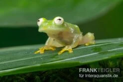 Pet Supply Store -Pet Supply Store Fleischmanns Glasfrosch Hyalinobatrachium fleischmanni 2