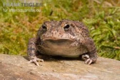 Pet Supply Store -Pet Supply Store Floridakroete Bufo terrestris 1