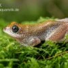 Getupfter Riedfrosch, Hyperolius Guttulatus -Pet Supply Store Getupfter Riedfrosch Hyperolius guttulatus 2